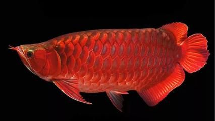 紅龍魚60公分多少錢一條（紅龍魚價格多少錢一條）