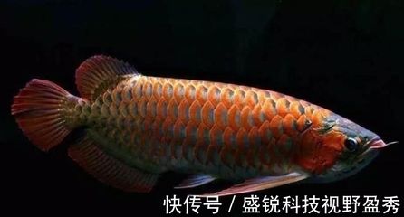 紅龍魚老是趴缸子怎么回事（紅龍魚趴缸怎么辦） 龍魚百科 第5張