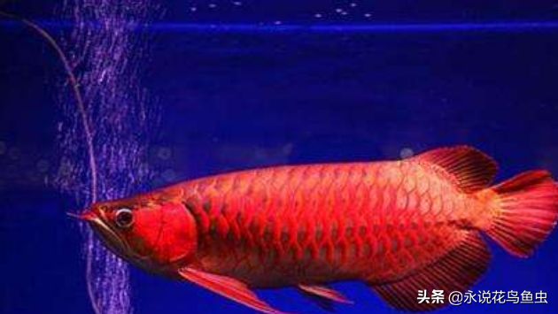 紅龍魚(yú)如何挑選品種（如何挑選紅龍魚(yú)） 龍魚(yú)百科 第2張