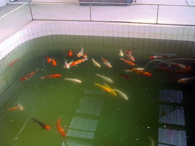 祥龍魚場(chǎng)觀賞魚怎么養(yǎng)的好一點(diǎn)呢圖片（關(guān)于觀賞魚養(yǎng)殖的基本技巧）