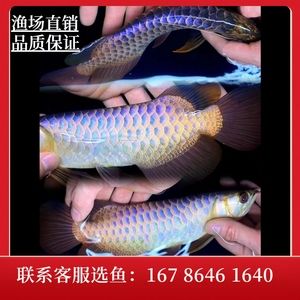 購買金龍魚苗注意事項和細節(jié)有哪些（養(yǎng)殖金龍魚的注意事項） 龍魚百科 第2張