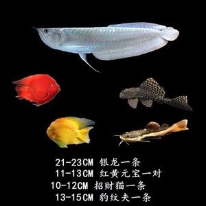 購買金龍魚苗注意事項和細節(jié)有哪些（養(yǎng)殖金龍魚的注意事項） 龍魚百科 第3張