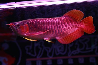 紅龍魚吃什么小魚好（紅龍魚吃什么最好）