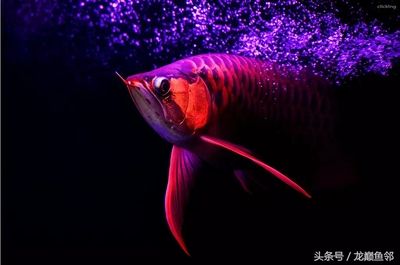 關(guān)于龍魚的句子短句英文版（關(guān)于龍魚的句子短句）