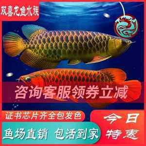 紅龍魚可以活多久（紅龍魚的壽命是多少年紅龍魚的壽命多長時(shí)間能活多久） 龍魚百科 第6張