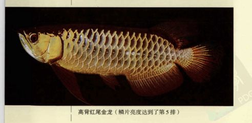 高背金龍魚吃什么食物最好（金龍魚吃什么食物最好） 龍魚百科 第3張