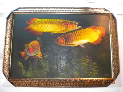 紅金龍魚價格258萬元（紅金龍魚價格-最新紅金龍魚價格、批發(fā)報價、價格大全阿里巴巴紅金龍魚多少錢一條）