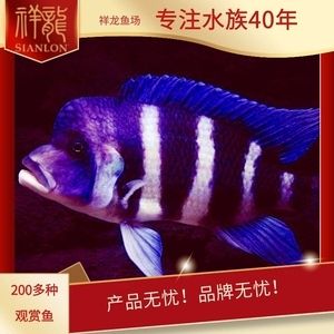 廣州水族批發(fā)市場祥龍魚場地址在哪里（廣州水族批發(fā)市場祥龍魚場）