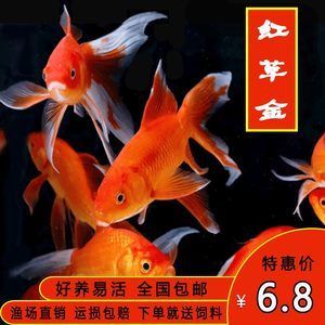 紅龍魚買多大的好養(yǎng)活（紅龍魚怎么養(yǎng)最好） 龍魚百科 第5張