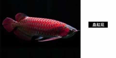 紅龍魚品種當(dāng)中當(dāng)以辣椒紅龍魚為極品()（帝王辣椒紅龍魚價格表） 龍魚百科 第7張