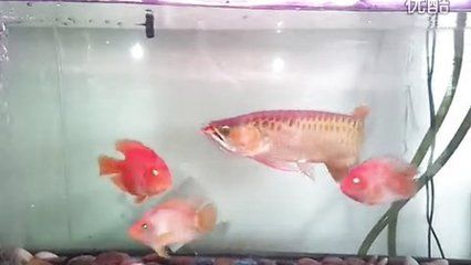 紅金龍魚苗多少錢一條（紅金龍魚苗價(jià)格(多少錢一條金龍魚苗多少錢一條）