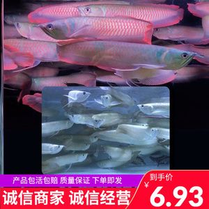 紅金龍魚苗多少錢一條（紅金龍魚苗價(jià)格(多少錢一條金龍魚苗多少錢一條）