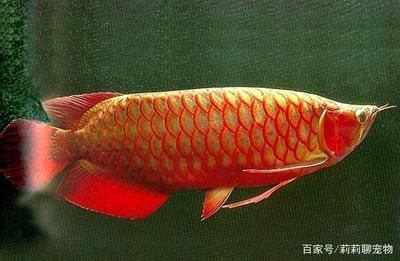 紅龍魚品質(zhì)等級標準（挑選紅龍魚的標準和方法）