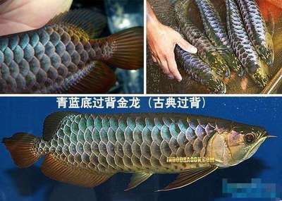 古典金龍魚能長多大的魚缸（金龍魚在魚缸中最大能長多大?）