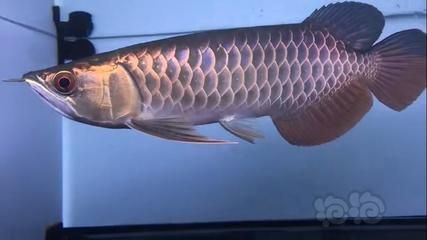 古典過背金龍魚價格多少（古典過背金龍魚價格(過背金龍魚多少錢一條）