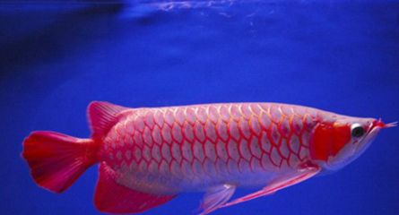 紅龍魚(yú)鱗底怎么看（如何挑選紅龍魚(yú)的鱗底） 龍魚(yú)百科 第7張