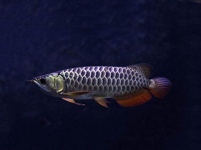 龍魚批發(fā)祥龍魚場（金龍魚古典過背金龍魚） 龍魚百科 第6張