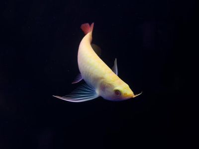 龍魚批發(fā)祥龍魚場（金龍魚古典過背金龍魚） 龍魚百科 第7張