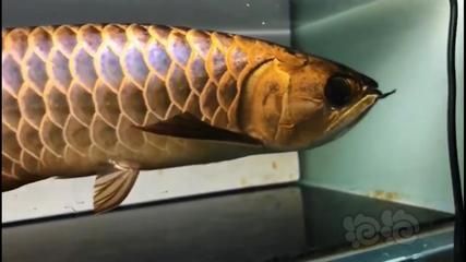 古典金龍魚能長多大（金龍魚養(yǎng)多久能長多大金龍魚養(yǎng)多久能長多大） 龍魚百科 第3張