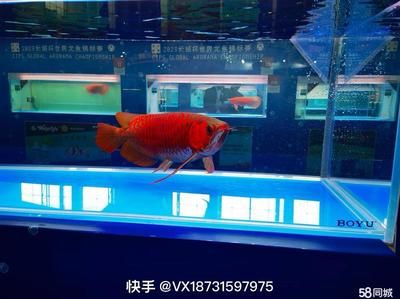 西安魚(yú)缸定制祥龍魚(yú)場(chǎng)在哪（祥龍魚(yú)場(chǎng)在西安提供魚(yú)缸定制服務(wù)）