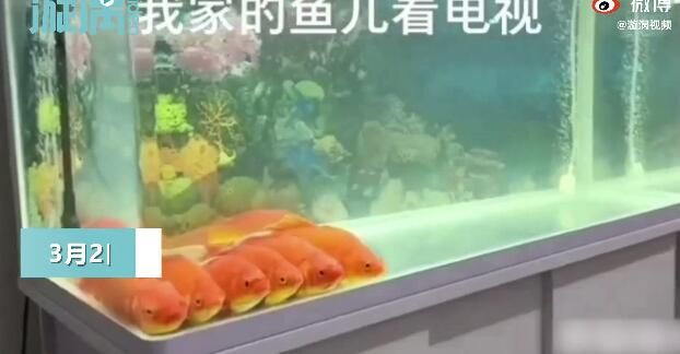 西安魚缸定制祥龍魚場在哪（祥龍魚場在西安提供魚缸定制服務(wù)） 龍魚百科 第4張