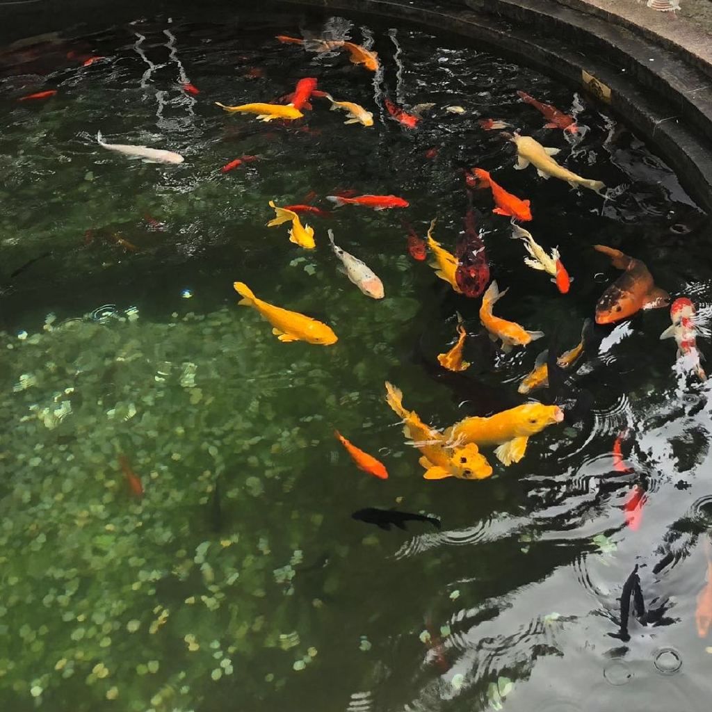 觀察金龍魚的日記（金龍魚的日記）