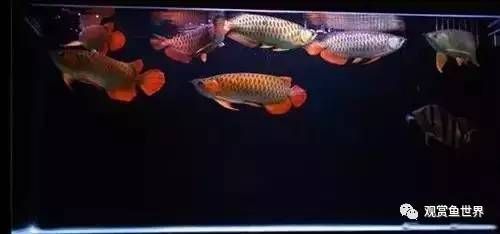 單養(yǎng)龍魚好處（單養(yǎng)龍魚有什么好處？） 龍魚百科 第2張