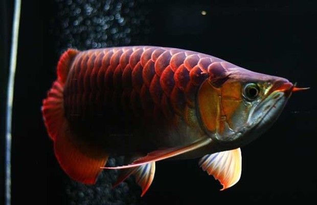 紅龍魚能養(yǎng)多久（紅龍魚一個月能長多大,壽命是多久?） 龍魚百科 第7張