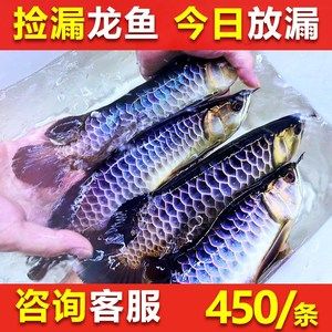 紅龍魚苗批發(fā)廠家地址（紅龍魚苗批發(fā)廠家地址信息） 龍魚百科 第7張