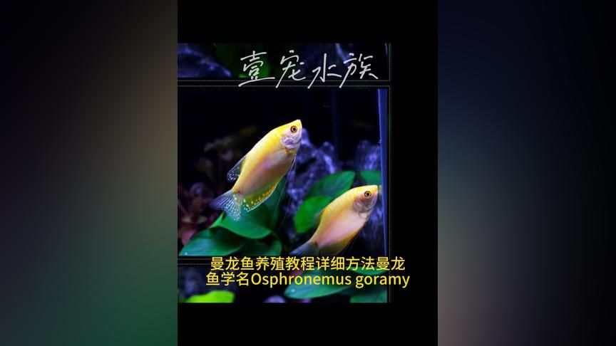 觀賞魚曼龍魚怎么養(yǎng)活的（曼龍魚怎么養(yǎng)_曼龍魚的飼養(yǎng)方法）