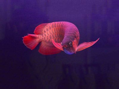 紅龍魚(yú)十大魚(yú)場(chǎng)排名榜最新版（紅龍魚(yú)十大漁場(chǎng)排名榜） 龍魚(yú)百科 第7張