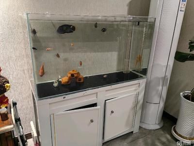 西安魚缸定做祥龍魚場代理店地址（西安觀賞魚市場在哪里-祥龍魚場） 龍魚百科 第1張