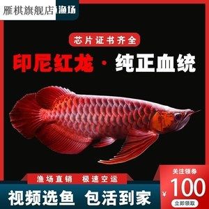 紅龍魚苗批發(fā)廠家地址在哪里（紅龍魚魚苗批發(fā)廠家具體地址信息匯總） 龍魚百科 第4張