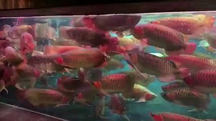 紅龍魚介紹作文怎么寫的（紅龍魚和紅龍魚有什么區(qū)別紅龍魚和紅龍魚有什么區(qū)別） 龍魚百科 第4張