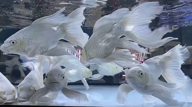 祥龍魚(yú)場(chǎng)品牌龍魚(yú)40年（最好的龍魚(yú)缸品牌是哪個(gè)） 龍魚(yú)百科 第7張