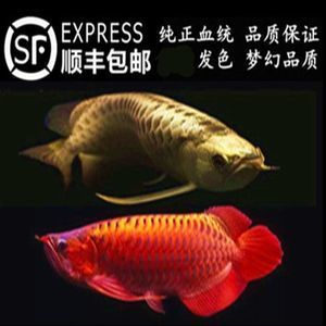 紅龍魚哪個品牌好一點的（哪個品牌的紅龍魚好？） 龍魚百科 第7張