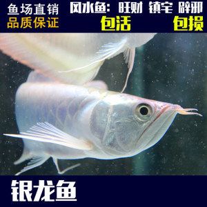 關(guān)于銀龍魚的作文