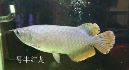 紅龍魚幾年變大紅色怎么回事（紅龍魚的發(fā)色過程） 龍魚百科 第4張