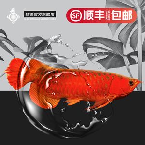 紅龍魚logo（關(guān)于紅龍魚logo的一些問題） 龍魚百科 第1張