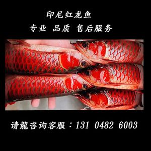 紅龍魚logo（關(guān)于紅龍魚logo的一些問題） 龍魚百科 第2張