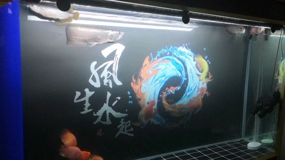 飛利浦865的燈（燈這樣裝可以嗎） 觀賞魚論壇