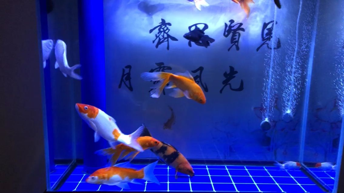 求救魚(yú)高手指點(diǎn)（新手小白求指導(dǎo)）