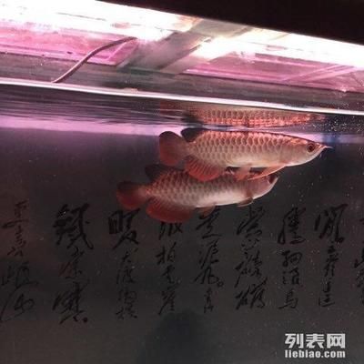 祥龍魚(yú)場(chǎng)有限公司地址（“祥龍”命名的魚(yú)場(chǎng)或相關(guān)企業(yè)列出了幾個(gè)相關(guān)的地址） 龍魚(yú)百科 第4張