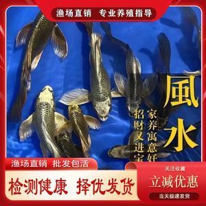 紅龍魚(yú)苗批發(fā)廠家直銷(xiāo)電話(huà)（紅龍魚(yú)苗-紅龍魚(yú)苗批發(fā)、促銷(xiāo)價(jià)格、產(chǎn)地貨源） 龍魚(yú)百科 第5張