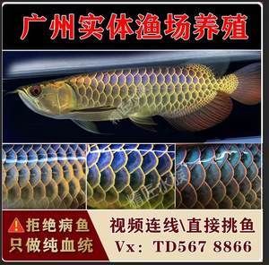 紅龍魚(yú)苗批發(fā)廠家直銷(xiāo)電話(huà)（紅龍魚(yú)苗-紅龍魚(yú)苗批發(fā)、促銷(xiāo)價(jià)格、產(chǎn)地貨源） 龍魚(yú)百科 第2張