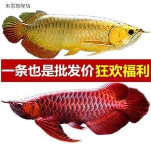 紅龍魚(yú)苗批發(fā)廠家直銷(xiāo)電話(huà)（紅龍魚(yú)苗-紅龍魚(yú)苗批發(fā)、促銷(xiāo)價(jià)格、產(chǎn)地貨源） 龍魚(yú)百科 第6張