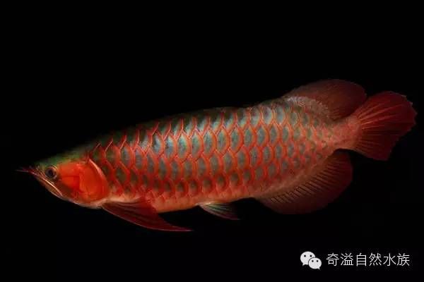 紅龍魚(yú)是不是風(fēng)水魚(yú)（紅龍魚(yú)的風(fēng)水作用） 龍魚(yú)百科 第6張