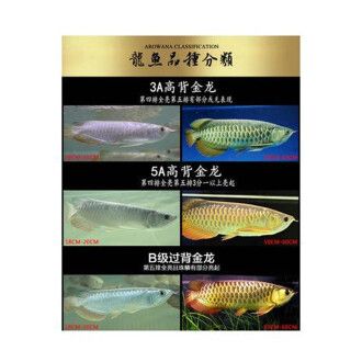 過背金龍魚發(fā)色階段圖（揭秘藍(lán)底過背金龍魚的藍(lán)底發(fā)色原因） 龍魚百科 第3張