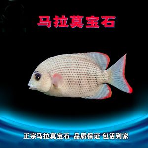 高端龍魚配魚（龍魚的高端配魚之黑白皇冠魟魚!）