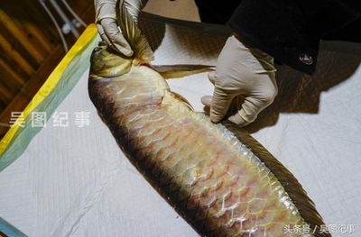 貴陽金龍魚（貴陽地區(qū)金龍魚價格）